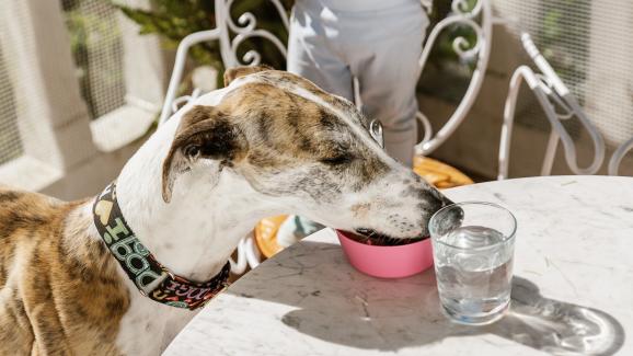 5 породи кучета с необичайни хранителни навици