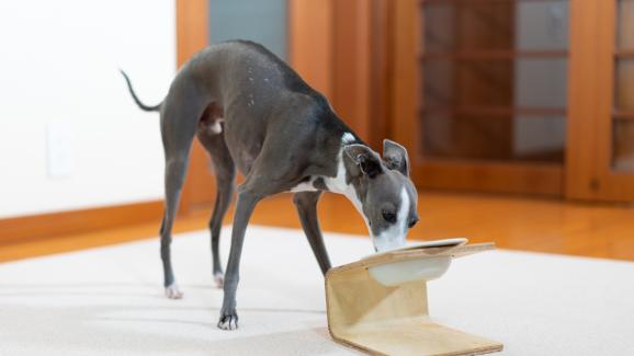 Как да спрете кучето си да яде твърде бързо