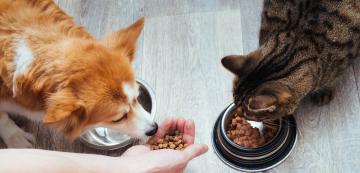 Как да спрете кучето да яде от храната на котката ви