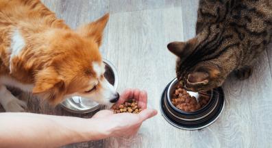 куче котка храна