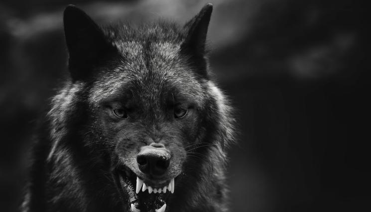 вълк - С НЕОТСЛАБВАЩИ ТЕМПОВЕ: Вълкът завладява цялата страна (СНИМКИ)