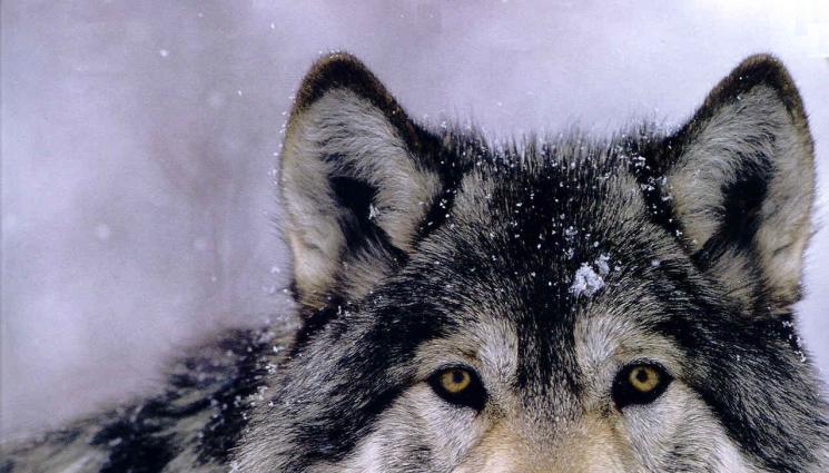 вълк - УЖАС В ГОРАТА: Вълк завлече 6-годишно дете край Утрехт!