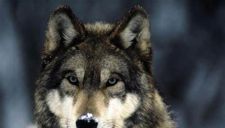 вълк - Вълци отмъкват овце в Родопите!