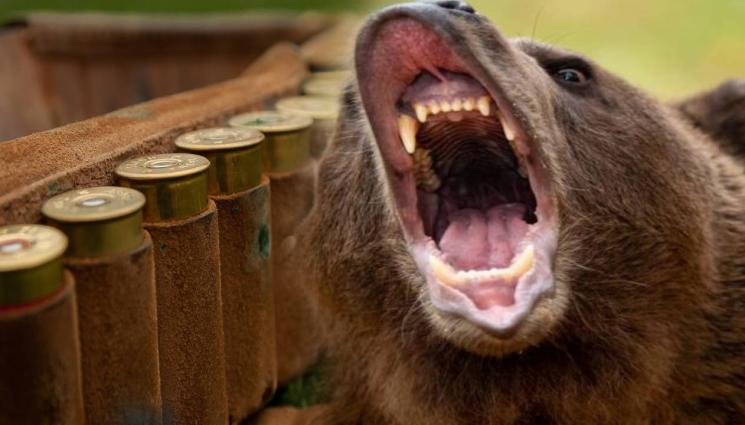 мечка - Румъния отстрелва 1000 мечки