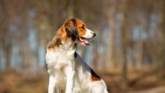 5 редки породи кучета, за чието съществуване може би не знаете