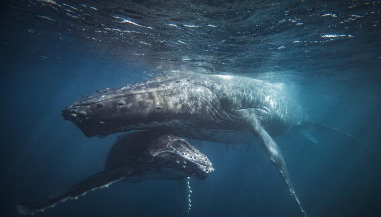 Секс синих китов: 1 видео найдено