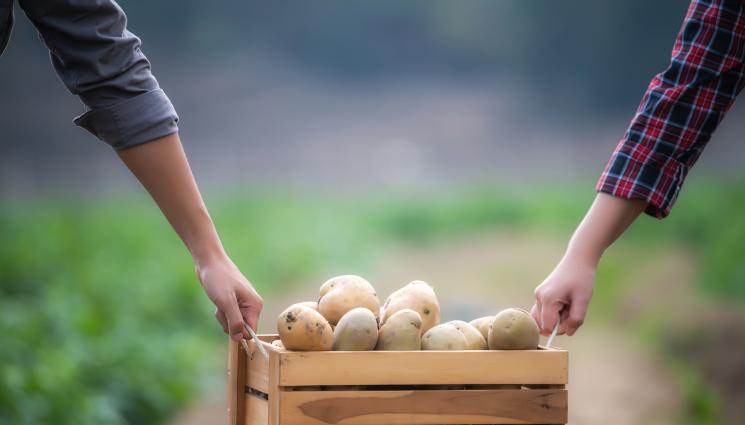 картофи - Агро Телеграф: Картофите не се спогаждат с краставиците