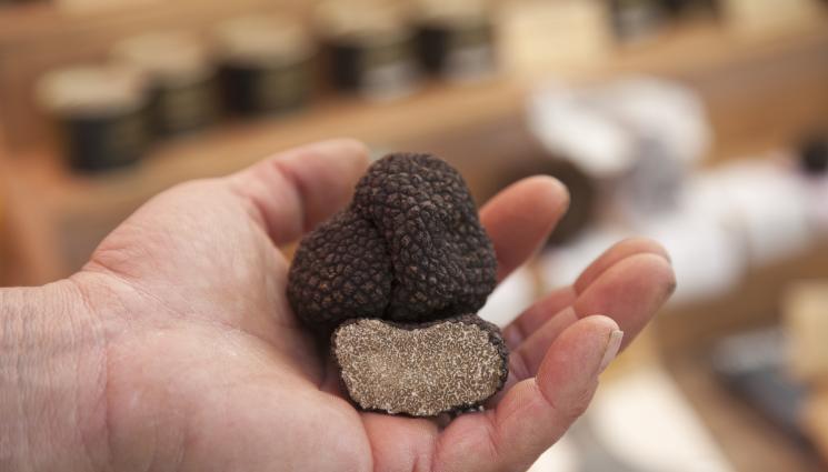 трюфели - Агро Телеграф: 30 000 са ловците на трюфели