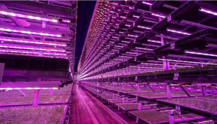 разсад лед - Агро Телеграф: Салати и босилек растат три пъти по-бързо