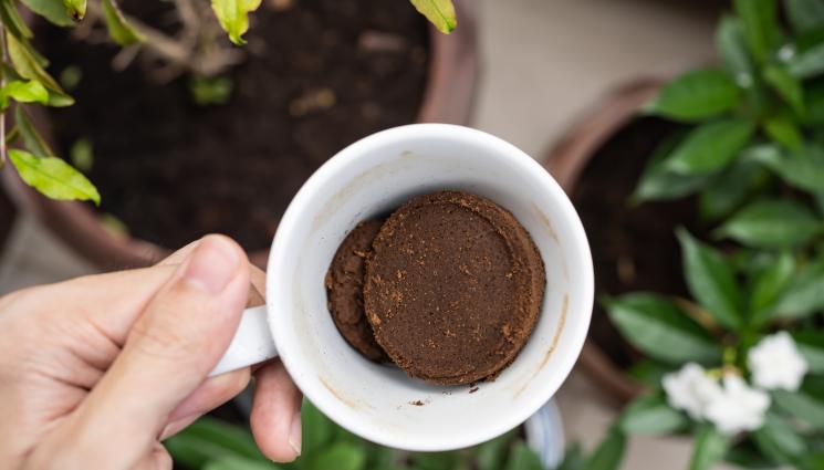 кафе утайка - Агро Телеграф: Утайката от кафе потиска растенията