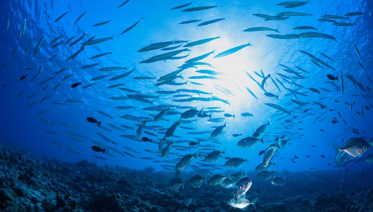 риби - Вижте какво става с рибите заради глобалното затопляне!