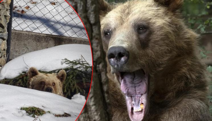 МЕЧКА - СВЪРШИ ЗИМНИЯ СЪН: Мечките Сейда и Теди се събудиха