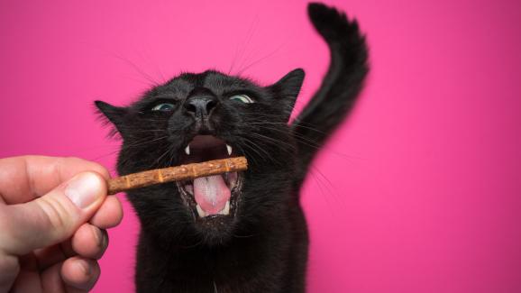 Писва ли им на котките да се хранят с една и съща храна всеки ден?