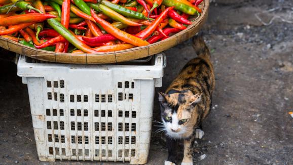 Могат ли котките да ядат пикантна храна?
