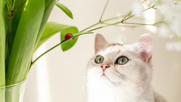 Защо котките не бива да ядат калинки?