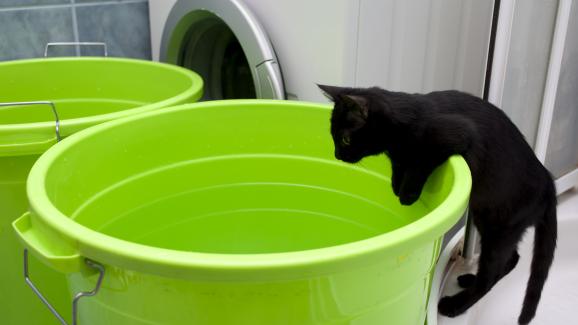 Минерална вода или чешмяна вода: коя е най-добрата за котките?