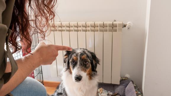 9 прости съвета как да живеете с куче, което не харесвате