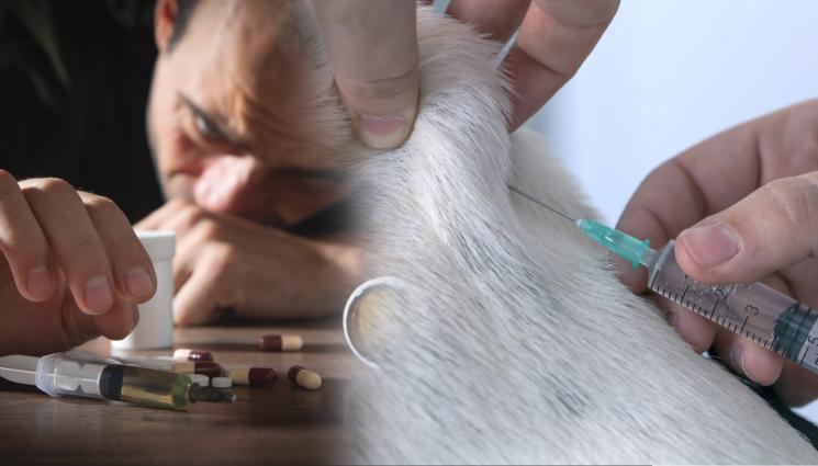 наркотици куче - ШОКИРАЩО РАЗКРИТИЕ: Зависими се друсат с инжекции от „Екоравновесие“!