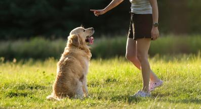 куче дресура