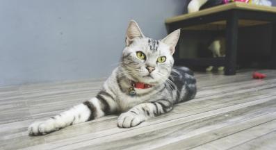 домашна котка