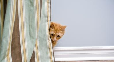 срамежлива котка