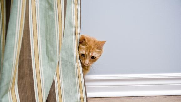 Как да взаимодействаме със срамежлива котка