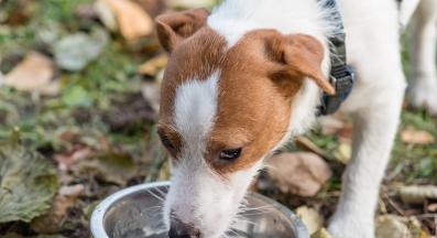 Пие ли кучето ми достатъчно вода?