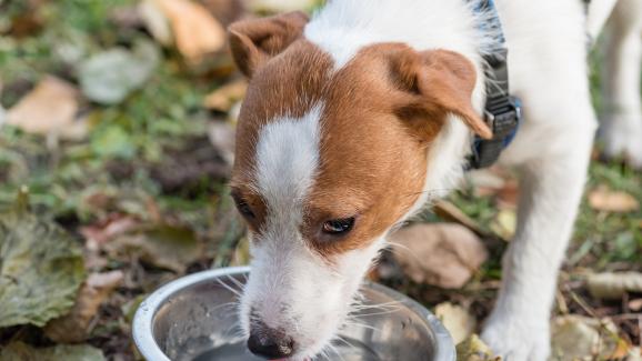 Пие ли кучето ми достатъчно вода?