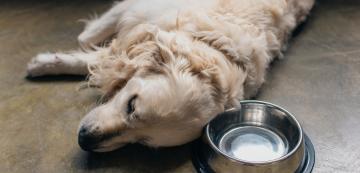 Какво да правим, ако кучето ни не пие достатъчно вода