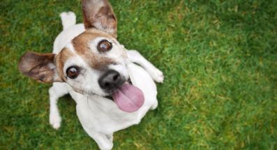 куче хиперактивно