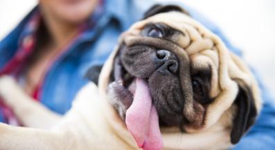 куче хиперактивно