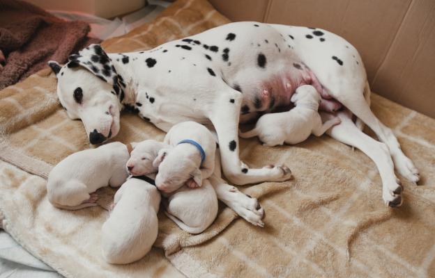 новородени кученца