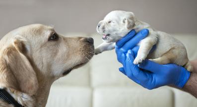 новородени кученца