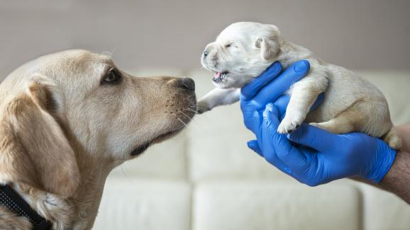 5 възможни причини защо майката отхвърля кученцата си