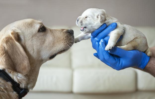 новородени кученца