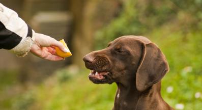 куче лимони