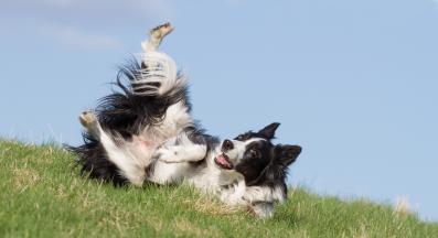 куче смешно