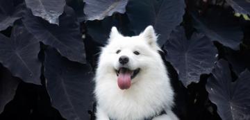 Самоед - кучето, известно с усмивката си