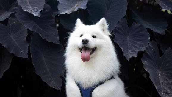 Самоед - кучето, известно с усмивката си