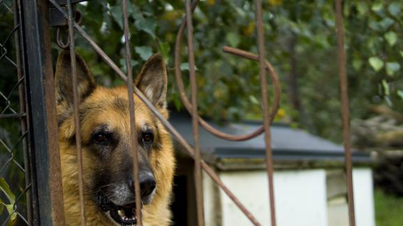10 породи кучета с най-силен и респектиращ лай