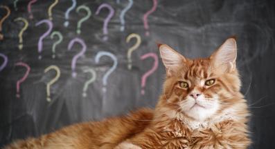 домашна котка