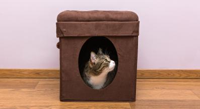 котка се крие