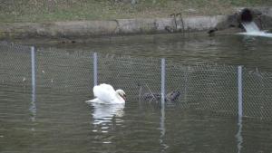Двойка черни и двойка бели лебеди са новите обитатели на