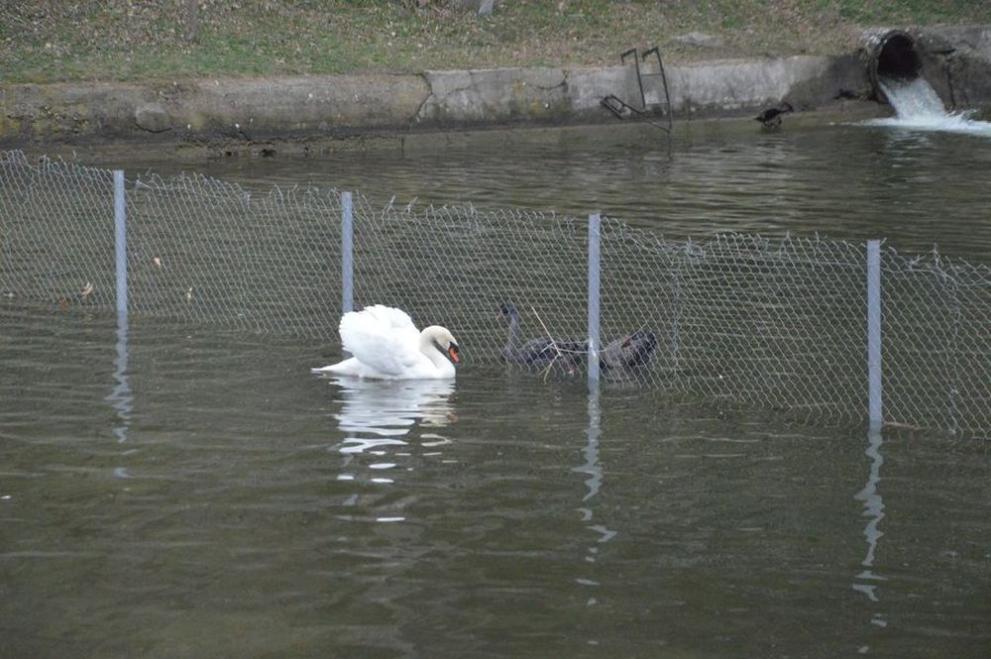 Двойка черни и двойка бели лебеди са новите обитатели на