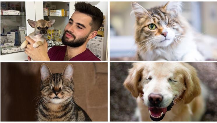 животни - Осиновяване на животни със специални потребности!