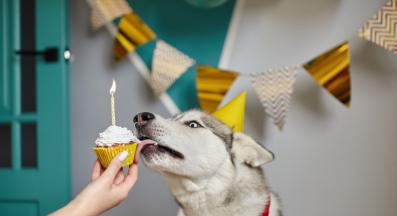 възрастно куче