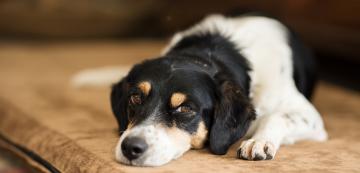 Сърдито куче: 4 причини защо кучето ви е раздразнително