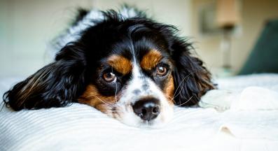 Кавалер Кинг Чарлз шпаньол