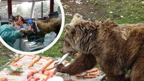 мечки белица