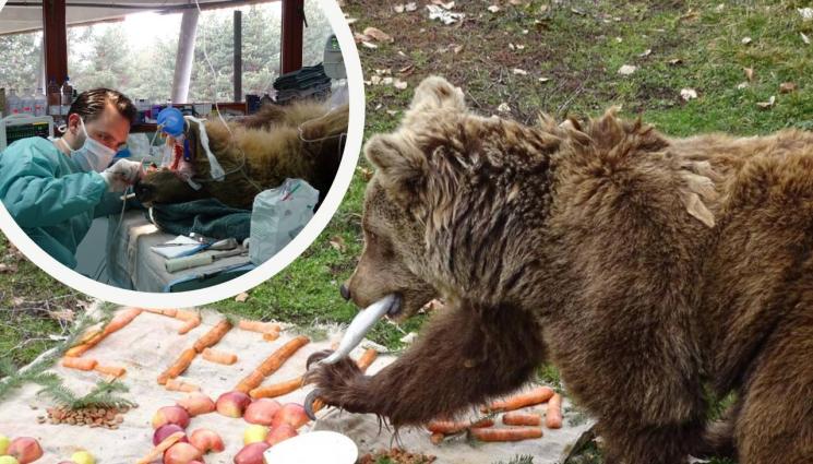 мечки белица - ДИЕТА В БЕЛИЦА: Мечките на риба и ядки след зимния сън
